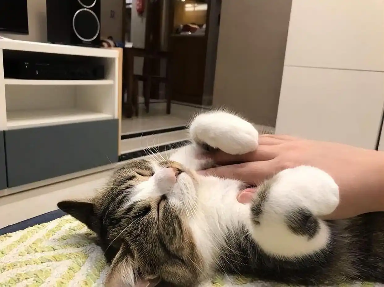 猫咪最喜欢的抚摸方式_撸猫按摩技巧_猫咪耳朵按摩方法