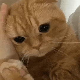 撸猫按摩技巧_猫咪最喜欢的抚摸方式_猫咪耳朵按摩方法