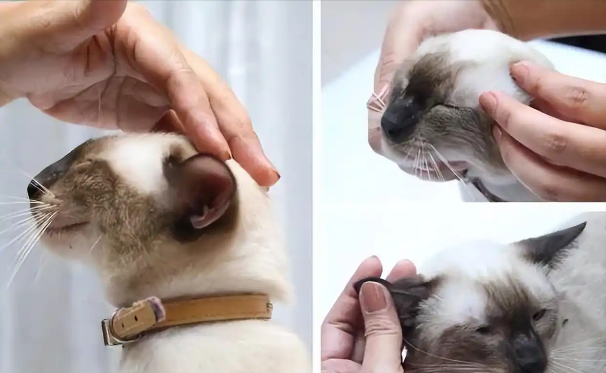 猫咪最喜欢的抚摸方式_猫咪耳朵按摩方法_撸猫按摩技巧