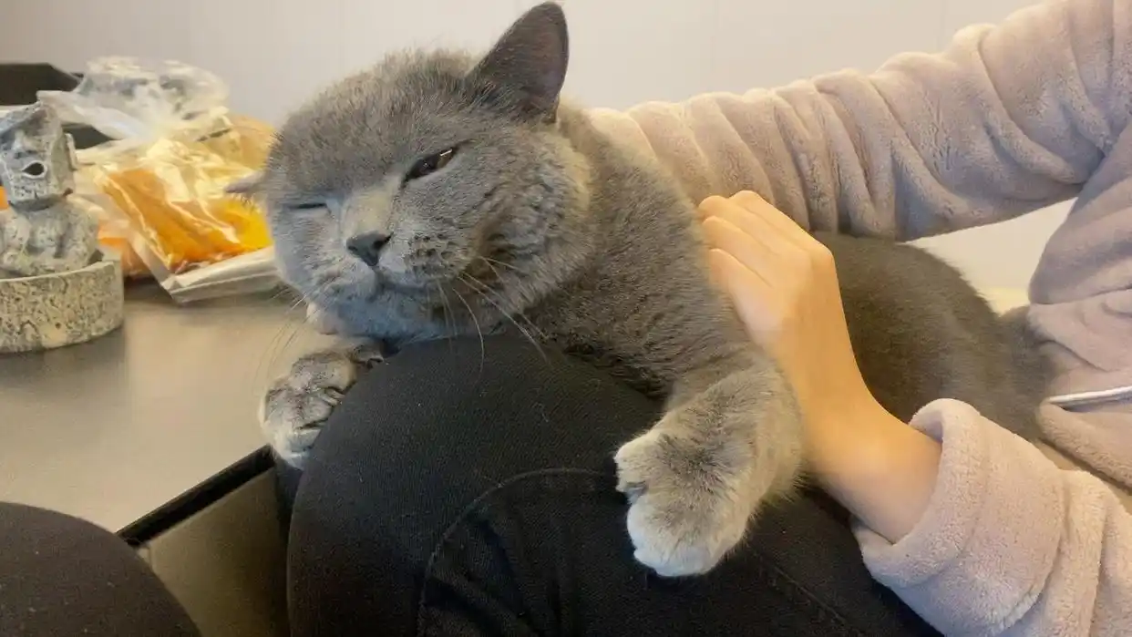 猫咪最喜欢的抚摸方式_猫咪耳朵按摩方法_撸猫按摩技巧