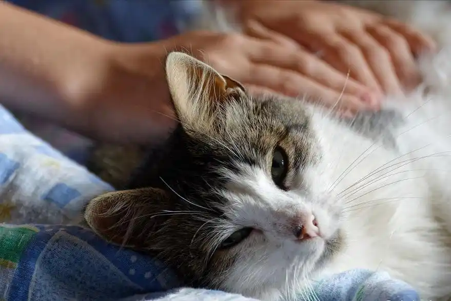 撸猫按摩技巧_猫咪最喜欢的抚摸方式_猫咪耳朵按摩方法