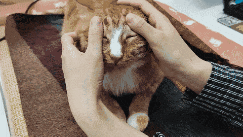 猫咪耳朵按摩方法_猫咪最喜欢的抚摸方式_撸猫按摩技巧