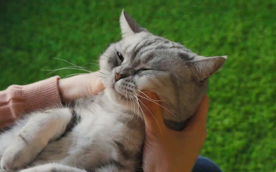 猫咪最喜欢的抚摸方式_猫咪耳朵按摩方法_撸猫按摩技巧