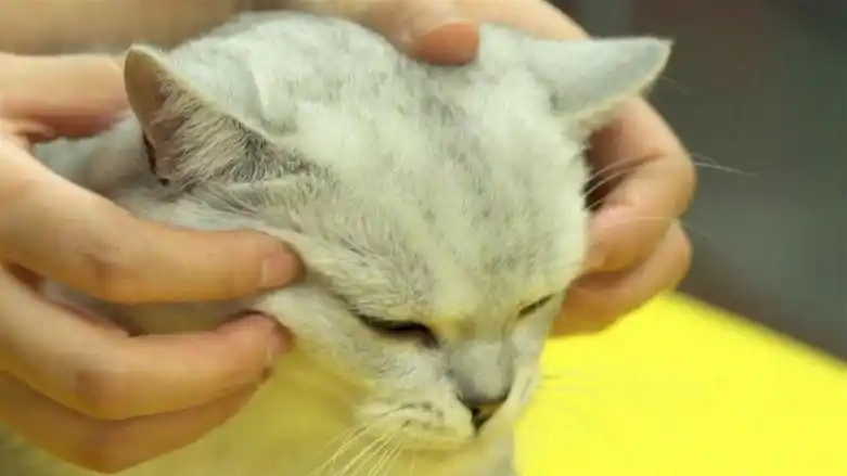 撸猫按摩技巧_猫咪最喜欢的抚摸方式_猫咪耳朵按摩方法