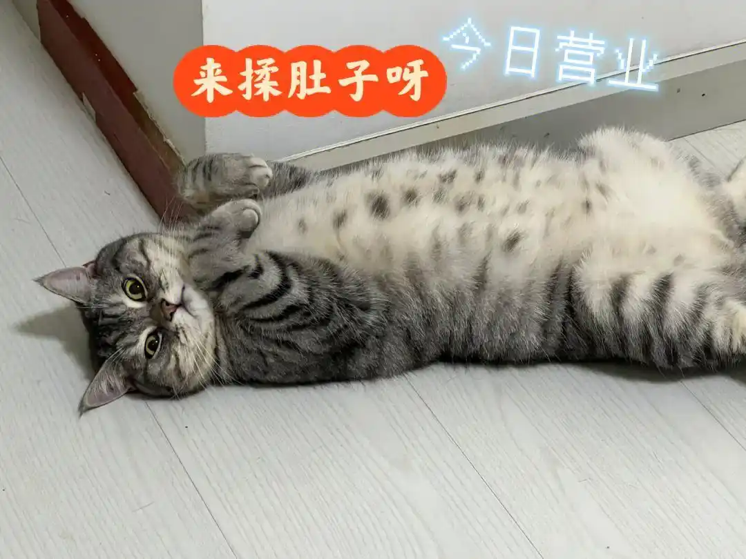 猫咪耳朵按摩方法_猫咪最喜欢的抚摸方式_撸猫按摩技巧