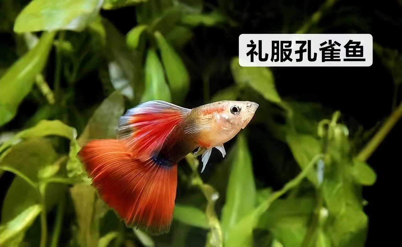 孔雀鱼胎斑异常的诊断_孔雀鱼价格等级_孔雀鱼品种大全