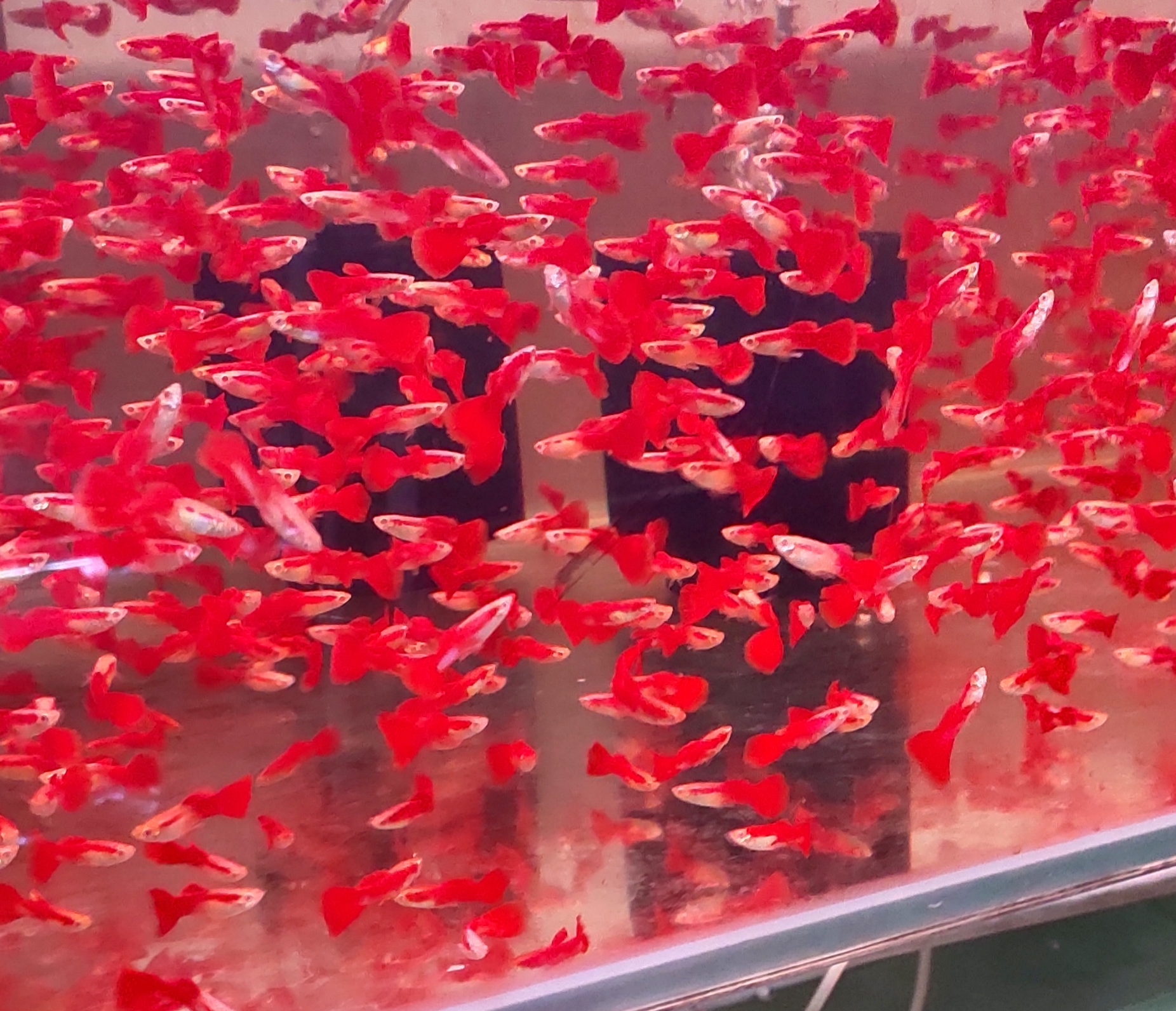 孔雀鱼价格等级_孔雀鱼胎斑异常的诊断_孔雀鱼品种大全