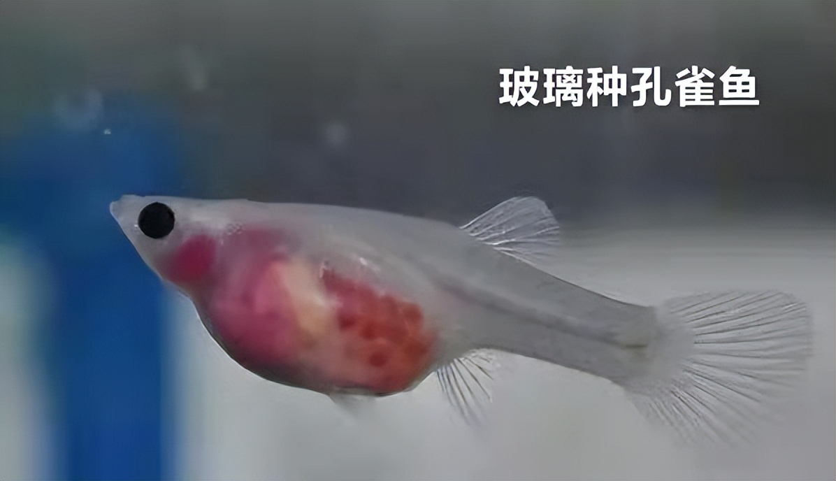 孔雀鱼胎斑异常的诊断_孔雀鱼价格等级_孔雀鱼品种大全