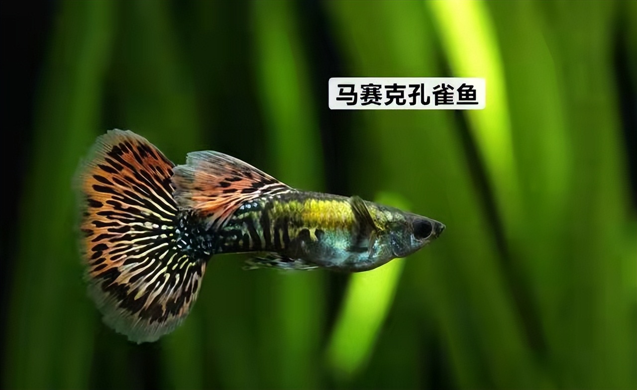 孔雀鱼胎斑异常的诊断_孔雀鱼价格等级_孔雀鱼品种大全