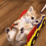猫咪养护知识_新猫适应新家指南_猫咪打呼噜不一定是舒服也可能是呼吸道问题