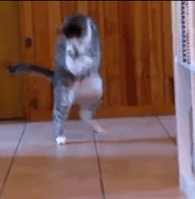 猫咪养护知识_新猫适应新家指南_猫咪打呼噜不一定是舒服也可能是呼吸道问题