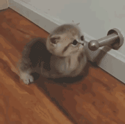 猫咪打呼噜不一定是舒服也可能是呼吸道问题_猫咪养护知识_新猫适应新家指南