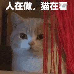 猫咪养护知识_新猫适应新家指南_猫咪打呼噜不一定是舒服也可能是呼吸道问题