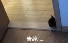 猫咪打呼噜不一定是舒服也可能是呼吸道问题_猫咪养护知识_新猫适应新家指南