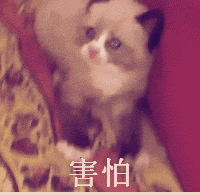 新猫适应新家指南_猫咪打呼噜不一定是舒服也可能是呼吸道问题_猫咪养护知识