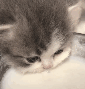 猫咪养护知识_新猫适应新家指南_猫咪打呼噜不一定是舒服也可能是呼吸道问题