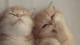 猫咪打呼噜不一定是舒服也可能是呼吸道问题_猫咪养护知识_新猫适应新家指南