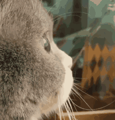 猫咪打呼噜不一定是舒服也可能是呼吸道问题_猫咪养护知识_新猫适应新家指南