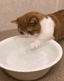 新猫适应新家指南_猫咪打呼噜不一定是舒服也可能是呼吸道问题_猫咪养护知识