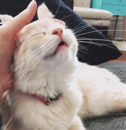 撸猫有讲究？常按摩猫咪这几个部位，它会更爱你的-派特超人-宠物