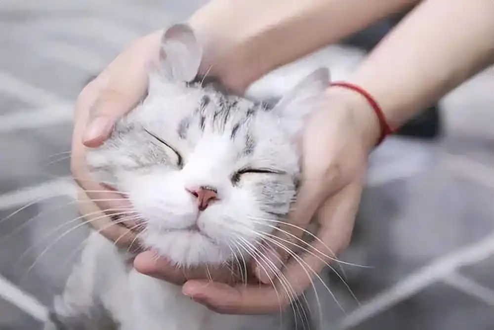 猫咪抚摸技巧_猫咪最喜欢的抚摸方式_猫咪按摩手法
