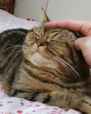猫咪抚摸技巧_猫咪按摩手法_猫咪最喜欢的抚摸方式