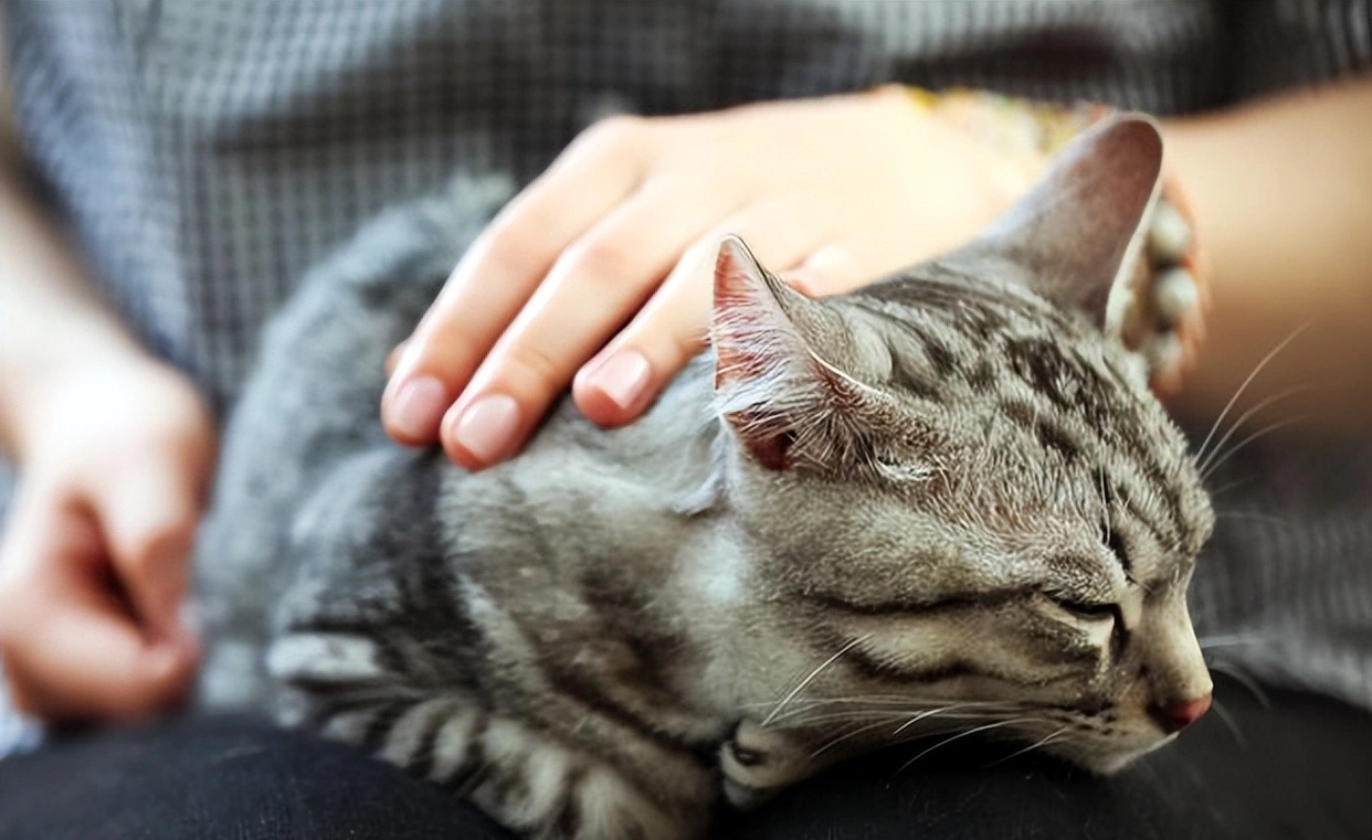 猫咪最喜欢的抚摸方式_猫咪抚摸技巧_猫咪按摩手法