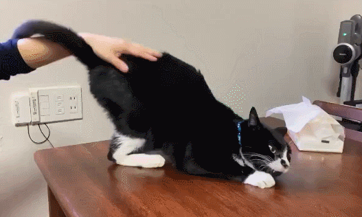 猫咪按摩手法_猫咪抚摸技巧_猫咪最喜欢的抚摸方式