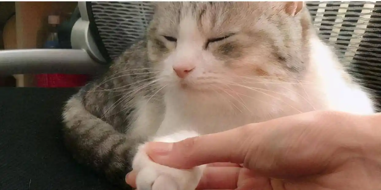 猫咪最喜欢的抚摸方式_猫咪抚摸技巧_猫咪按摩手法