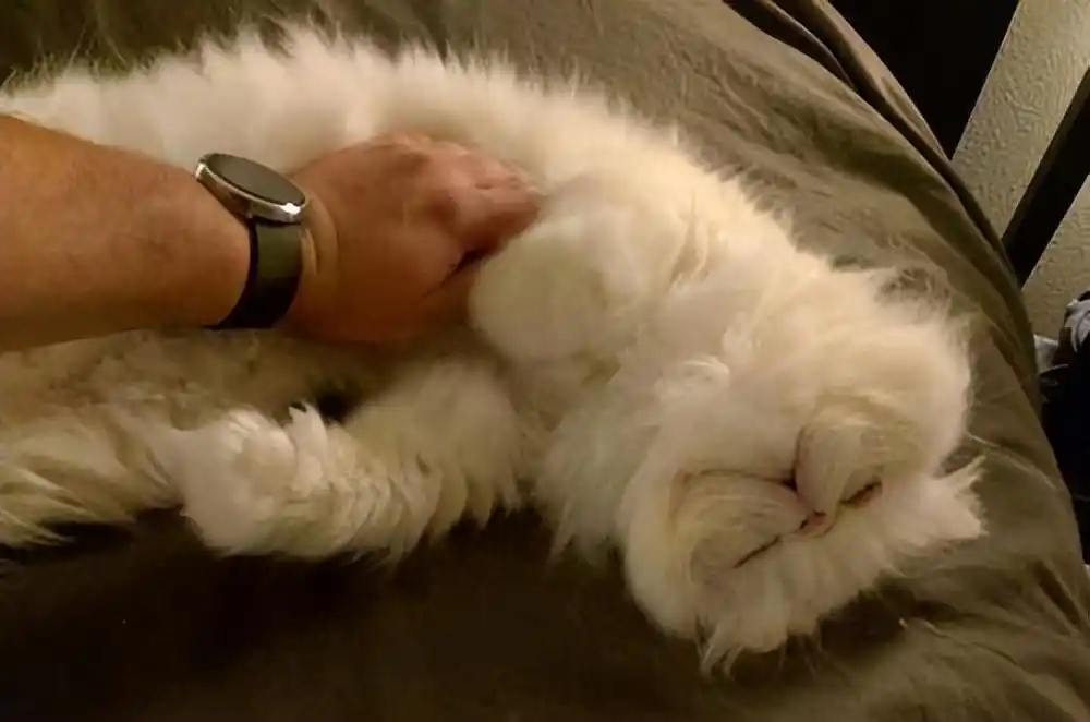 猫咪按摩手法_猫咪最喜欢的抚摸方式_猫咪抚摸技巧