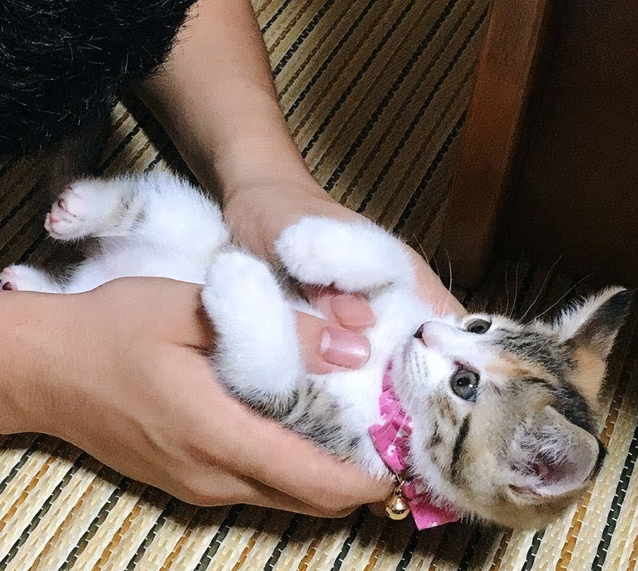猫咪最喜欢的抚摸方式_猫咪按摩手法_猫咪抚摸技巧