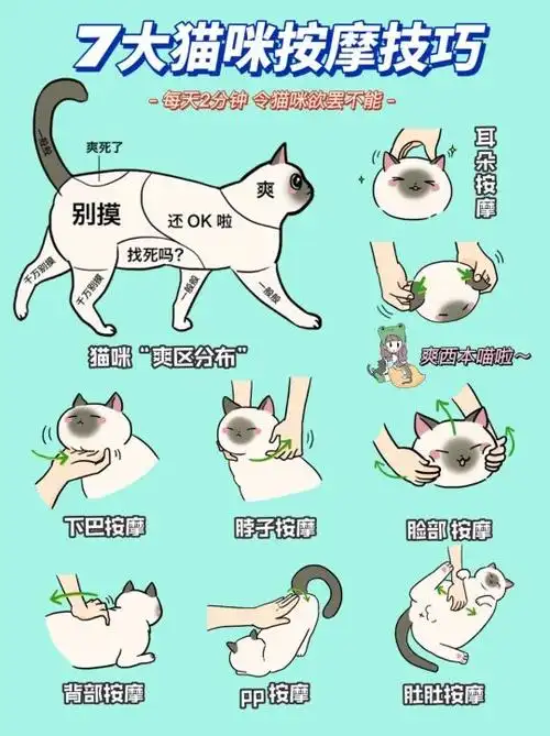 猫猫身体语言解读_正确摸猫方法_猫咪最喜欢的抚摸方式