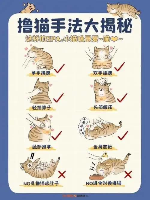 猫猫身体语言解读_猫咪最喜欢的抚摸方式_正确摸猫方法