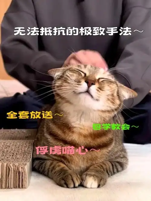 猫咪最喜欢的抚摸方式_正确摸猫方法_猫猫身体语言解读