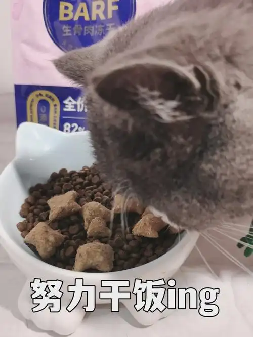 猫猫身体语言解读_正确摸猫方法_猫咪最喜欢的抚摸方式