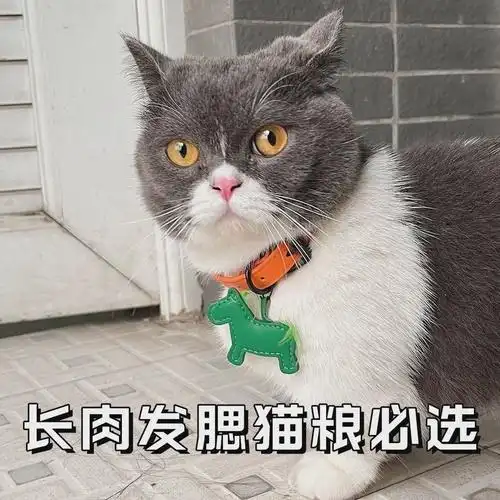 猫猫身体语言解读_正确摸猫方法_猫咪最喜欢的抚摸方式
