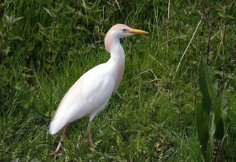 【生态】带你认识不一样的上海郊野——鸟类篇-派特超人-宠物