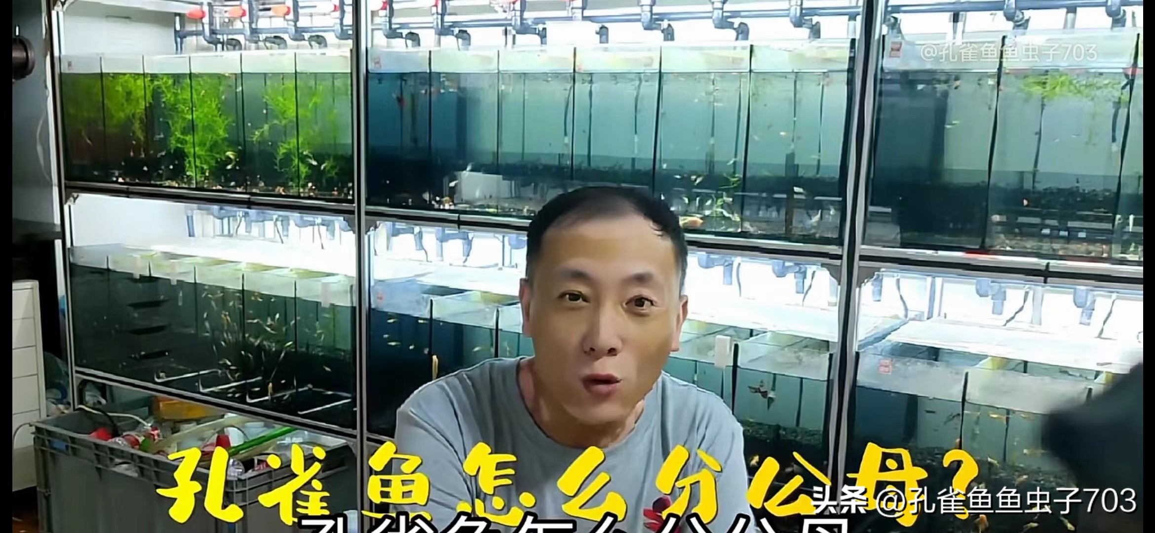 孔雀鱼胎斑异常的诊断_孔雀鱼2月龄公母识别_孔雀鱼亚成鱼公母区分