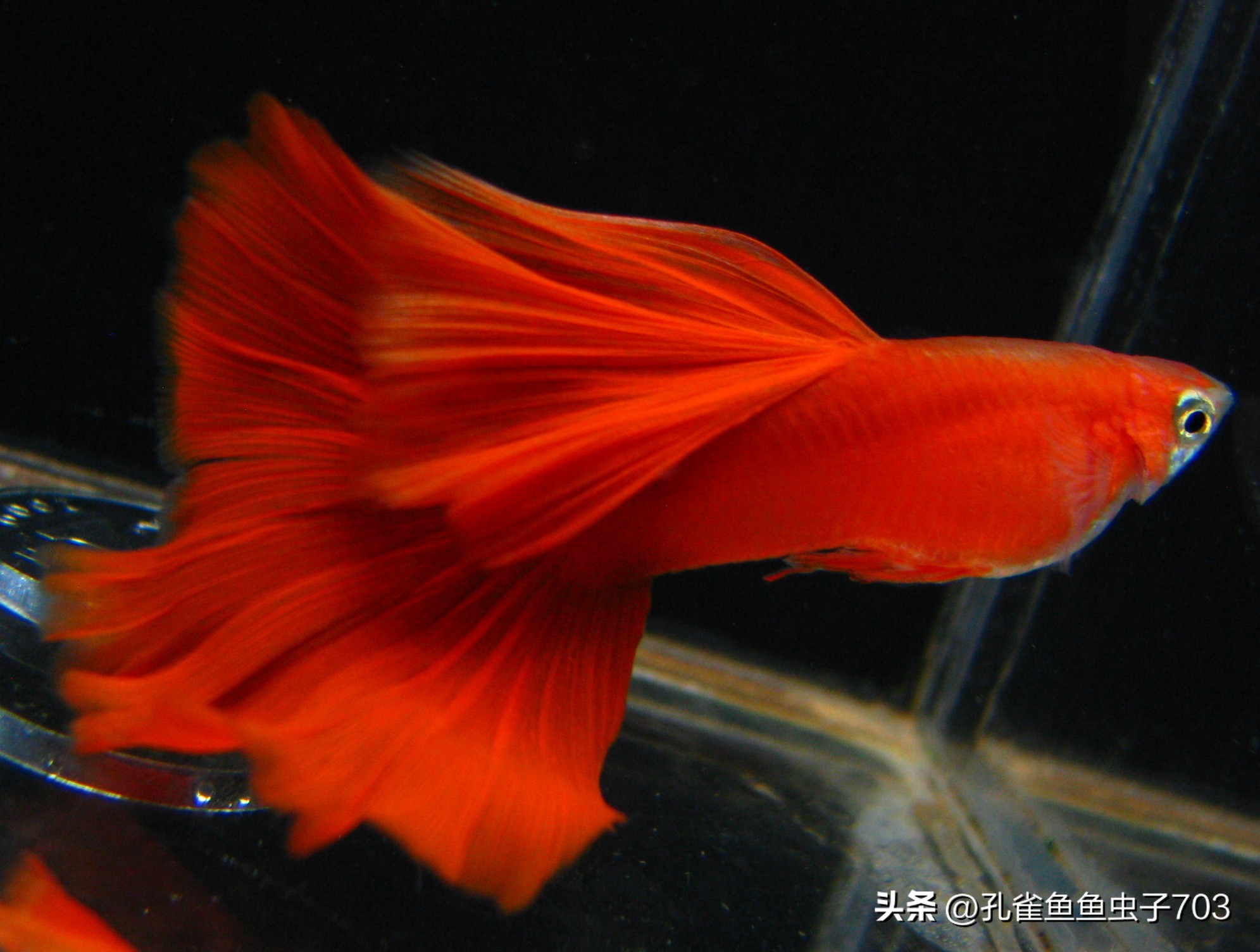 孔雀鱼2月龄公母识别_孔雀鱼胎斑异常的诊断_孔雀鱼亚成鱼公母区分