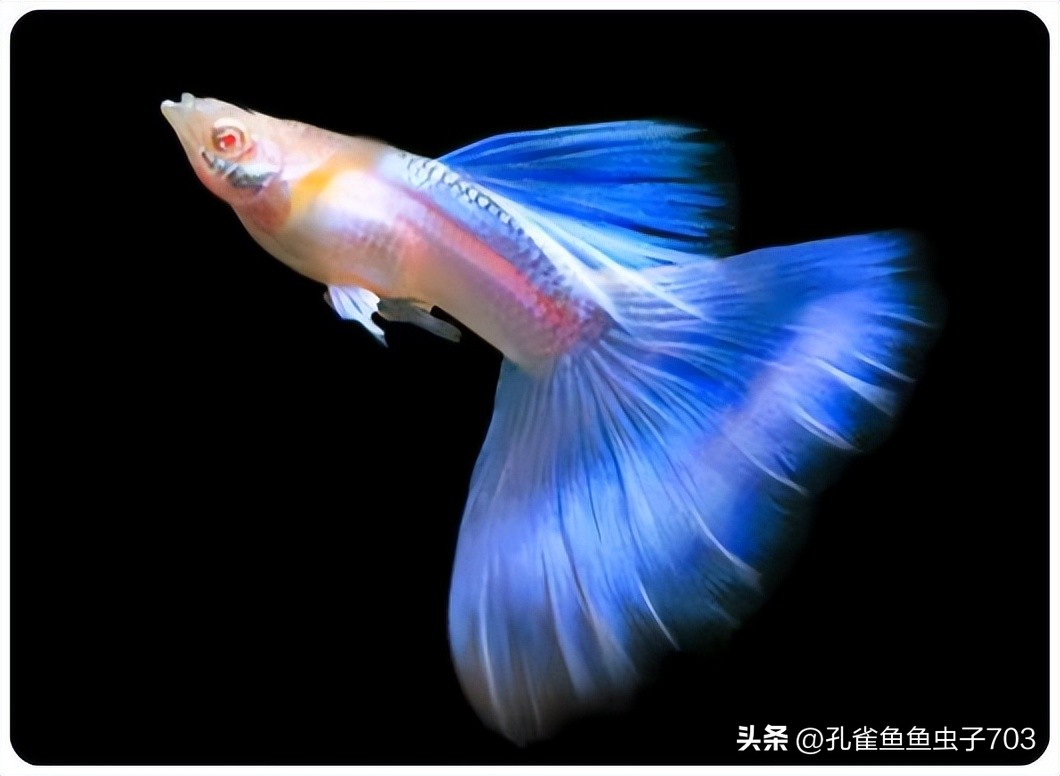 孔雀鱼亚成鱼公母区分_孔雀鱼2月龄公母识别_孔雀鱼胎斑异常的诊断