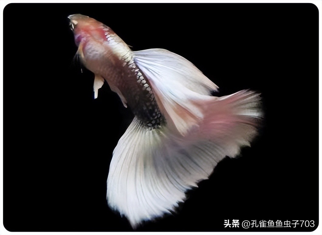 孔雀鱼2月龄公母识别_孔雀鱼亚成鱼公母区分_孔雀鱼胎斑异常的诊断