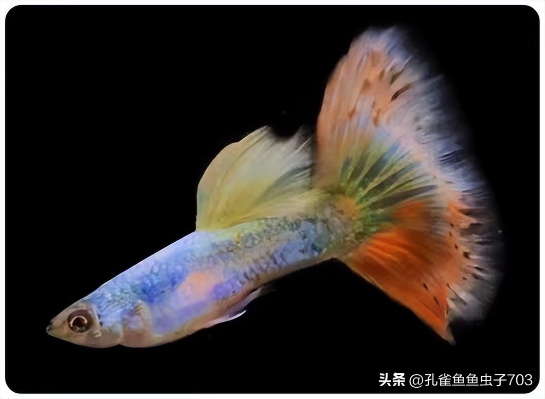 孔雀鱼胎斑异常的诊断_孔雀鱼2月龄公母识别_孔雀鱼亚成鱼公母区分