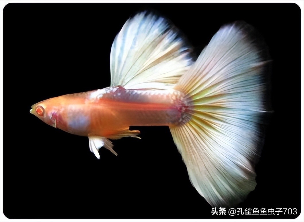 孔雀鱼2月龄公母识别_孔雀鱼亚成鱼公母区分_孔雀鱼胎斑异常的诊断