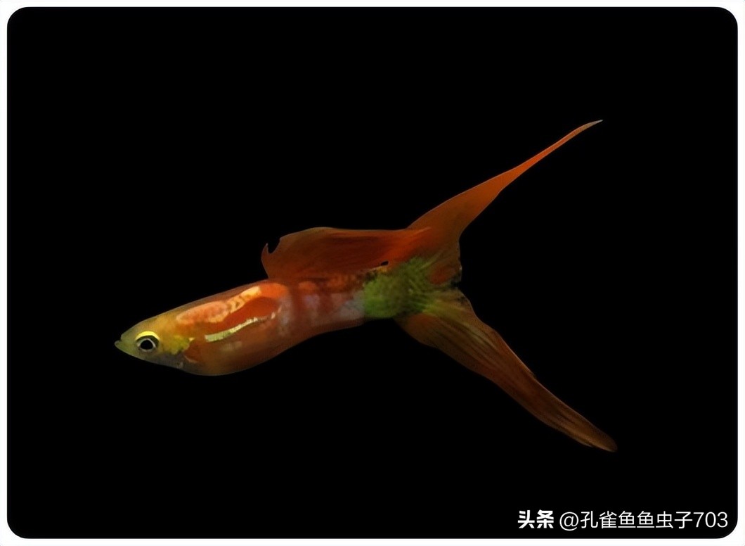 孔雀鱼胎斑异常的诊断_孔雀鱼亚成鱼公母区分_孔雀鱼2月龄公母识别