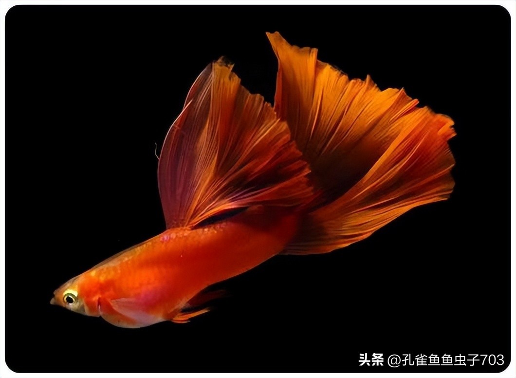 孔雀鱼亚成鱼公母区分_孔雀鱼2月龄公母识别_孔雀鱼胎斑异常的诊断