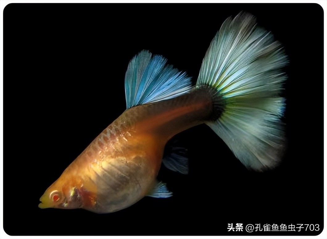 孔雀鱼亚成鱼公母区分_孔雀鱼胎斑异常的诊断_孔雀鱼2月龄公母识别