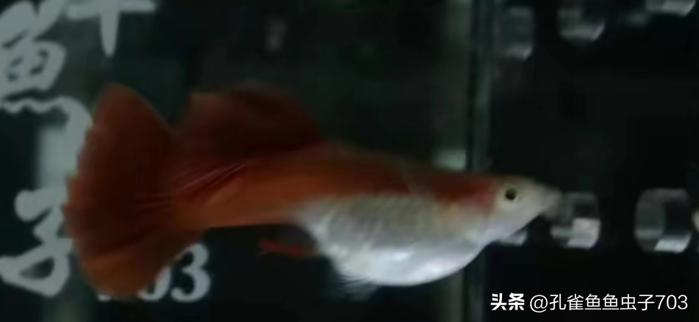 孔雀鱼2月龄公母识别_孔雀鱼胎斑异常的诊断_孔雀鱼亚成鱼公母区分