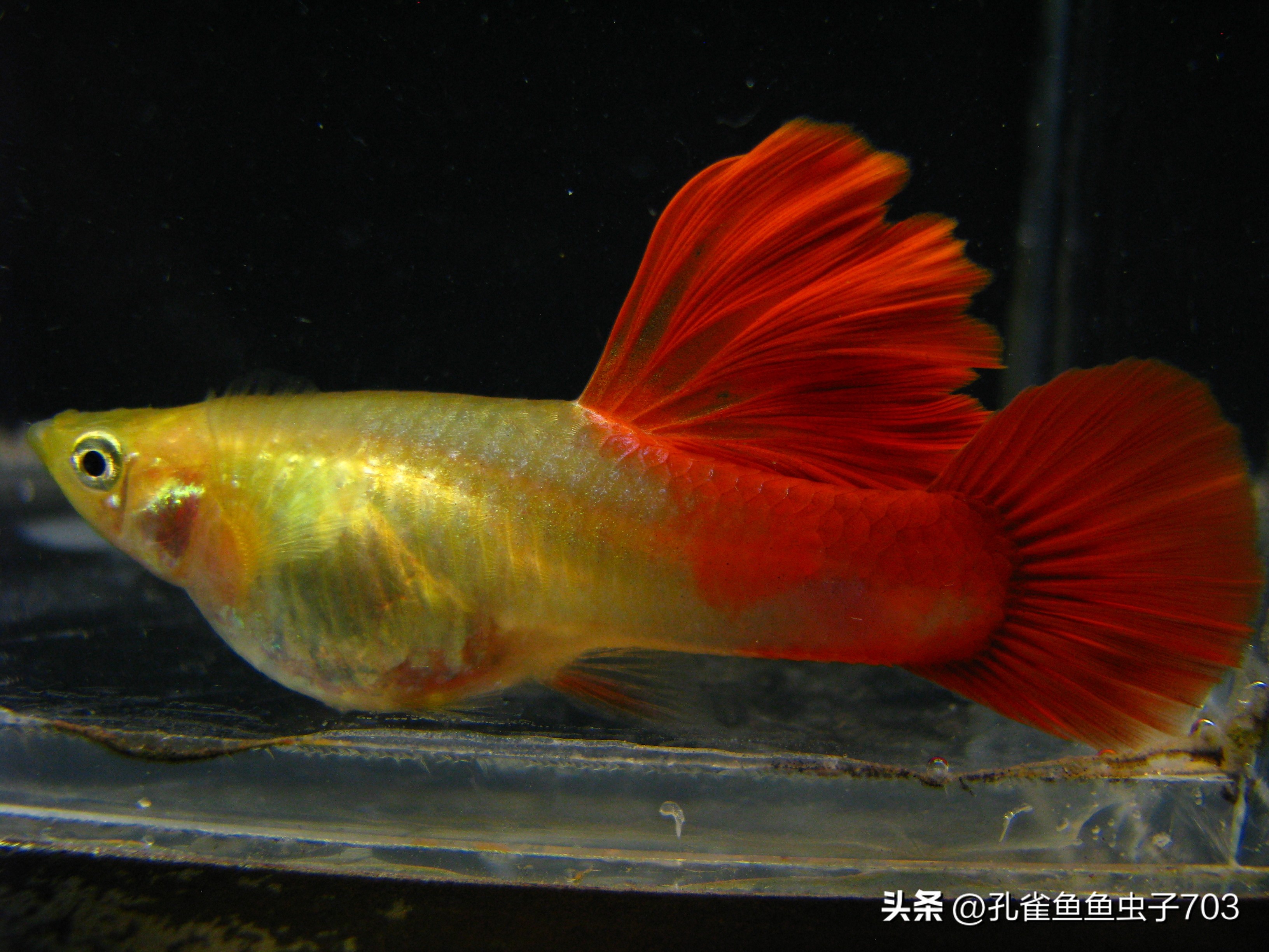 孔雀鱼胎斑异常的诊断_孔雀鱼亚成鱼公母区分_孔雀鱼2月龄公母识别