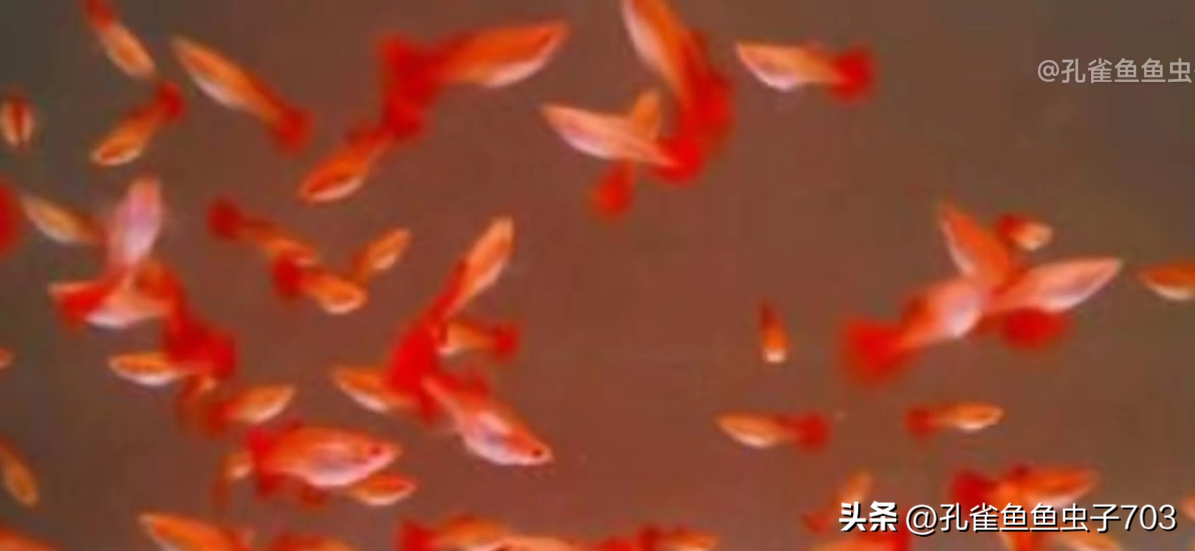 孔雀鱼亚成鱼公母区分_孔雀鱼2月龄公母识别_孔雀鱼胎斑异常的诊断