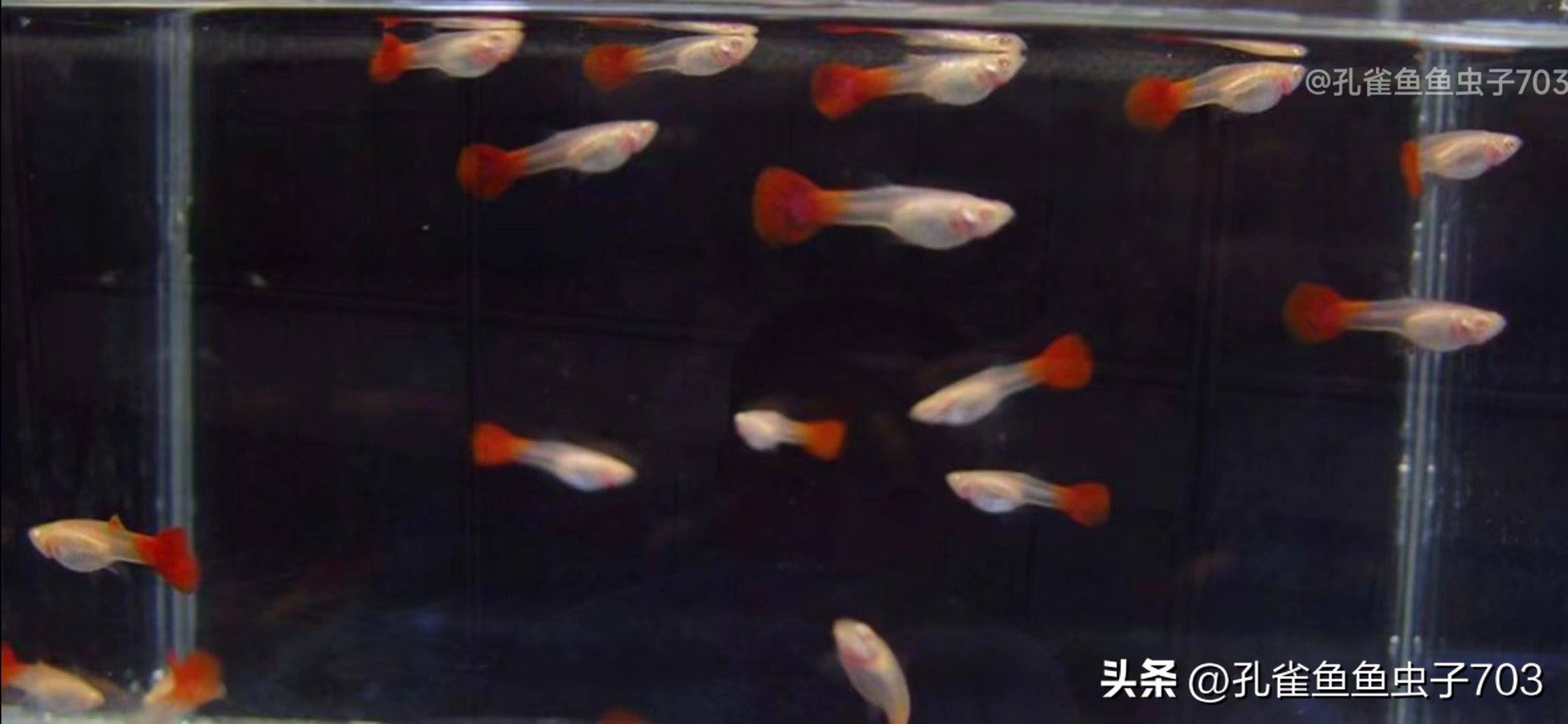 孔雀鱼2月龄公母识别_孔雀鱼胎斑异常的诊断_孔雀鱼亚成鱼公母区分